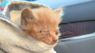 Encountered a "roadblock" on the way down the mountain—my cat-loving nature strikes again!