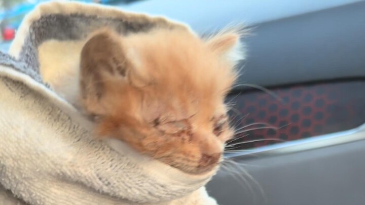 Encountered a "roadblock" on the way down the mountain—my cat-loving nature strikes again!