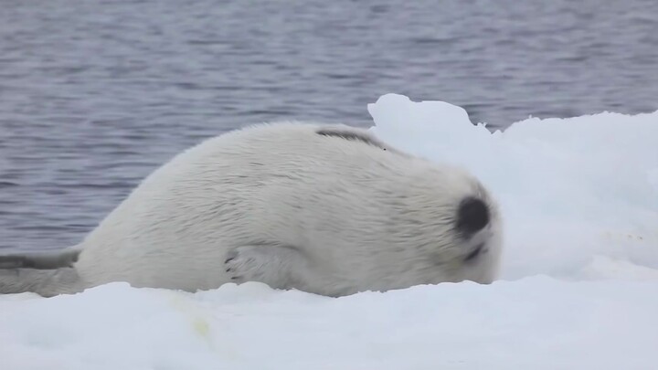 Anak anjing laut yang sangat gemuk! Bergerak berkali-kali!