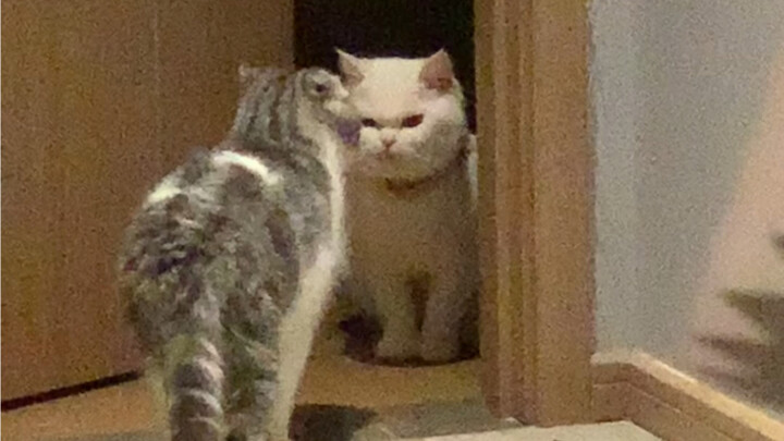 表面看起来很拽 其实很老实