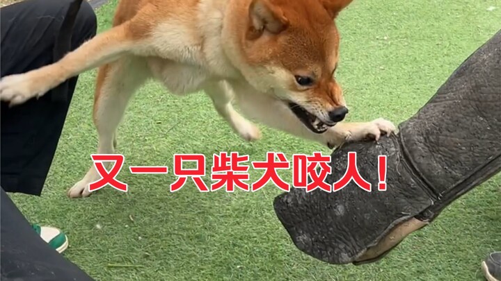Shiba Inu Bites at Graduation Ceremony