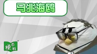 【梗百科】马兆海鸥是什么梗？