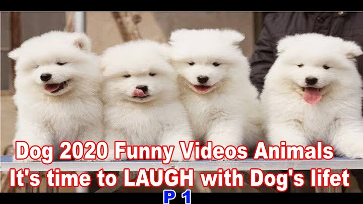 Dog 2020 Funny Videos Animals   🐶 It's time to LAUGH with Dog's life🐶   The Pets Home P 1