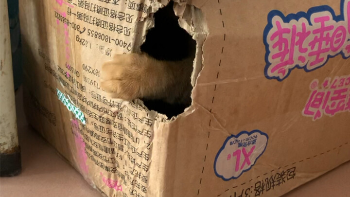 Little Kitten: With one punch, I smashed all four walls… So scary! I’ve been punching all day, and e