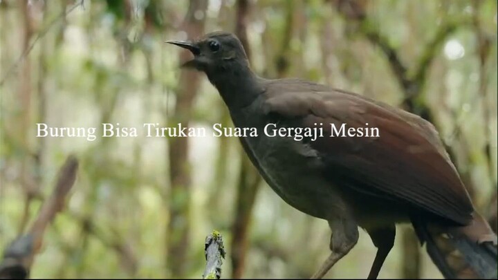 Burung Bisa Tirukan Suara Gergaji Mesin