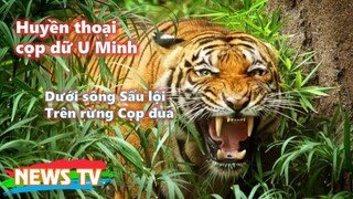 Huyền thoại cọp dữ U Minh: Dưới sông Sấu lội - Trên rừng Cọp đua