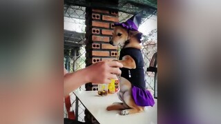 lần đầu tiên em mặc đồ hơi khó ở 😍😍😍😍pet pets chócute chócute chó_cưng thúcưng cún cúncon