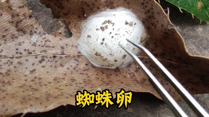 Open a spider's egg sac