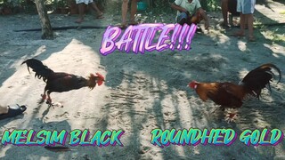 MELSIM BLACK STAG VS ROUNDHED GOLD COCK