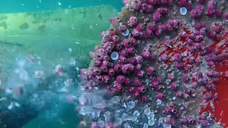 إصدار ممتع لتنظيف البرنقيل على مطبات التهدئة~ (حذر لمن يعاني من رهاب الأماكن المغلقة!)