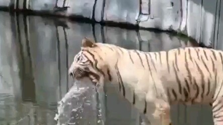Wu Song tidak lagi melawan macan, melainkan beralih minum arak bersama Kakak Macan. Lihatlah, sampai