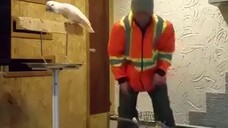The Parrot Was Very Angry Because His House Was Destroyed