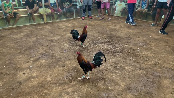 Balingoan Cockpit (Bruce Barnett sweater) DRAW