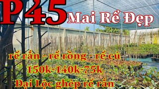 mai vàng chơi tết p45 | 0902166514  C .Phương | rể rồng - rể rắn - rể củ - rể rắn ghép đại lộc