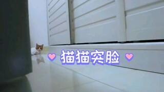 跟恐怖片一样，突脸小猫