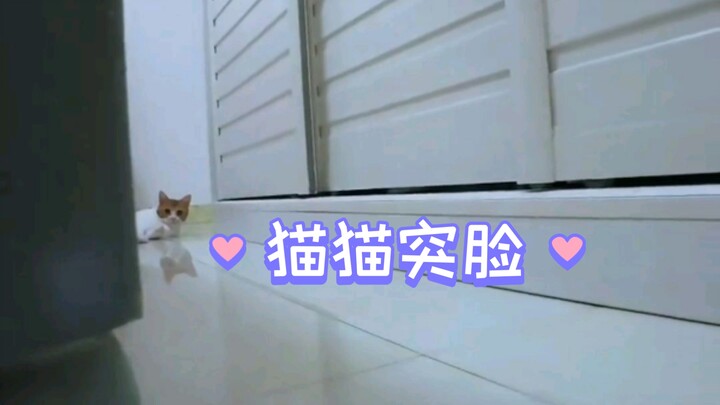跟恐怖片一样，突脸小猫