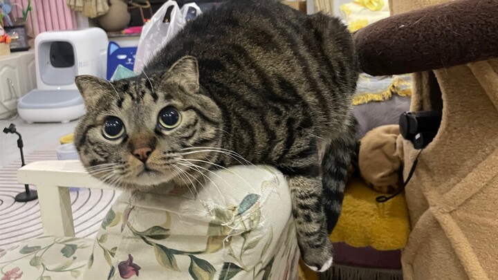 “Cowardly Xiao Juan and Momma’s Boy Xiao Han”