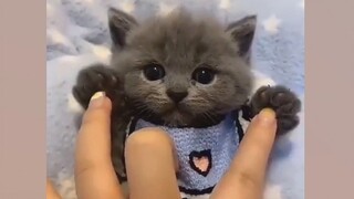 Độ đáng yêu cute của mèo