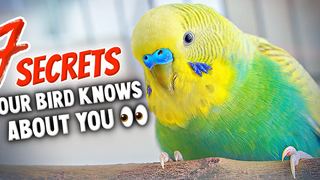 7 ความลับที่นกของคุณรู้เกี่ยวกับคุณ