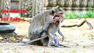 Poor Emila Mother Looks Very Hungry and Brings Baby Millie Looking for Foods