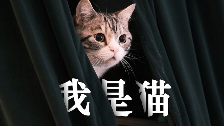 I Am a Cat