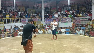 Win 2nd Fight at 4Stag Derby Digital White🐔