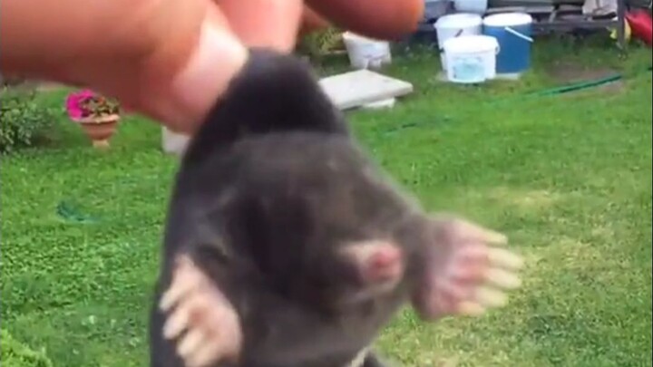 Menangkap seekor tikus tanah