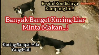 Jelajah Tempat Ini Banyak Kucing Liar Lapar | Kucing Lucu Meong Meong Sampai Yang Sakit Parah Ada.!