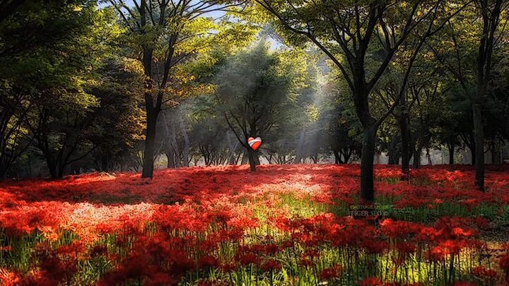 flowers of death💝(spider Lily)