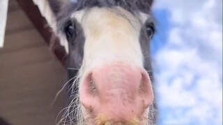 في حال لم تشاهد "الزيز" على ساق الحصان، فهو لا يفعل أي شيء، ولكنه يحتوي على نسبة عالية من البروتين و