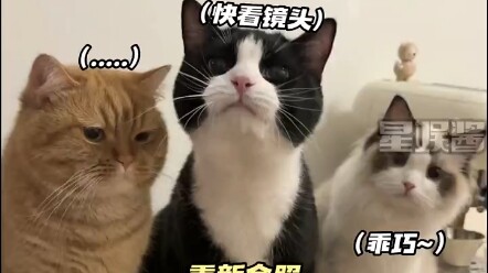 The Cat’s Jealousy