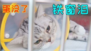 带独蛋猫去绝育 主人亲自操刀！给猫剃蛋毛！