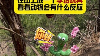 اليوم 106 | ضع لعبة تعلم الكلام على الجبل وشاهد ردود فعل الحيوانات