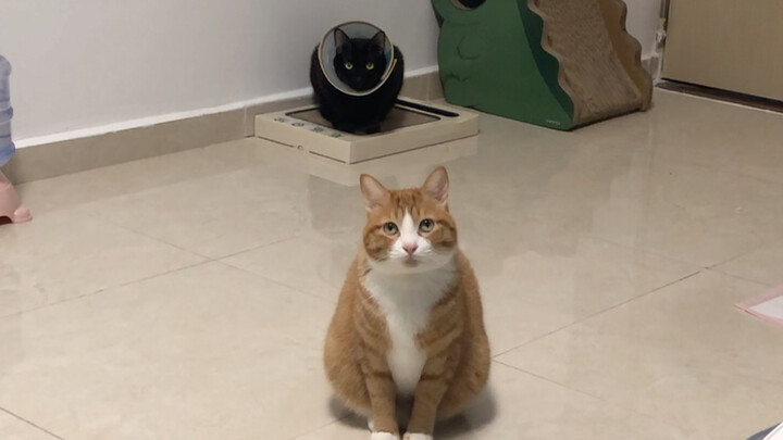 Mi Mao hasn’t eaten for two minutes—it’s so pitiful!