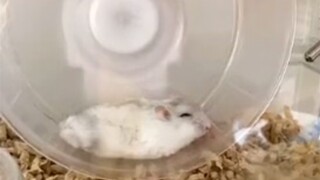 Doctor Rat has fallen asleep [Namae] [Bison Hamster]