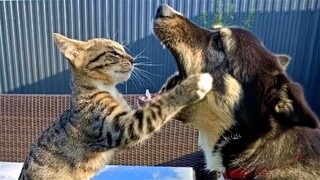 Can You Watch These Funny Pets Without Laughing? Try it 😺😍