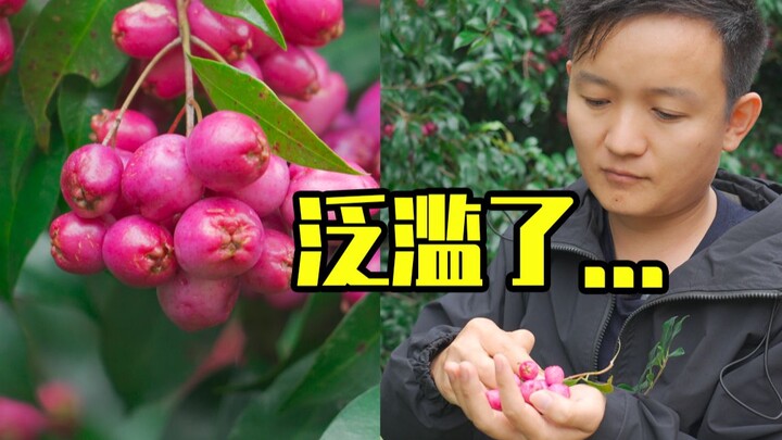 [Thợ Săn Trái Cây × Hunter] Những trái cây đẹp đến thế này mà ở New Zealand lại chẳng ai ăn