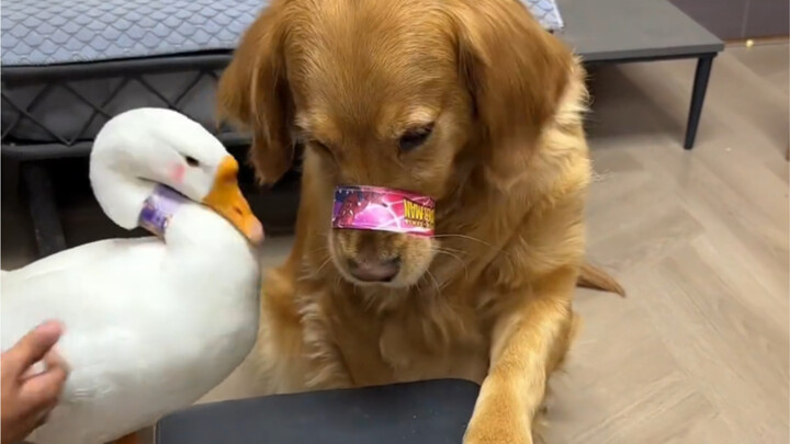 Chú chó: Chỉ mình tôi là chú hề.