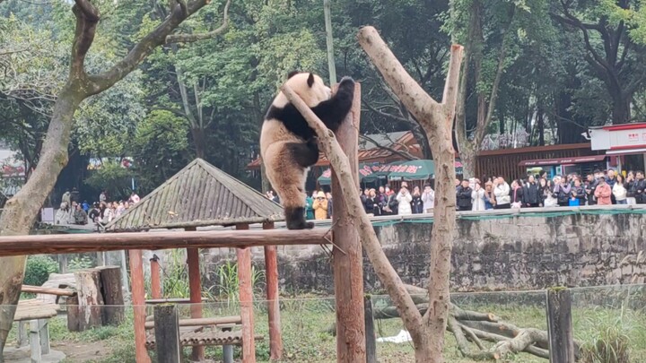 The moment Sister Ai stepped down with her foot, I thought: She must be an imposter… 🙀