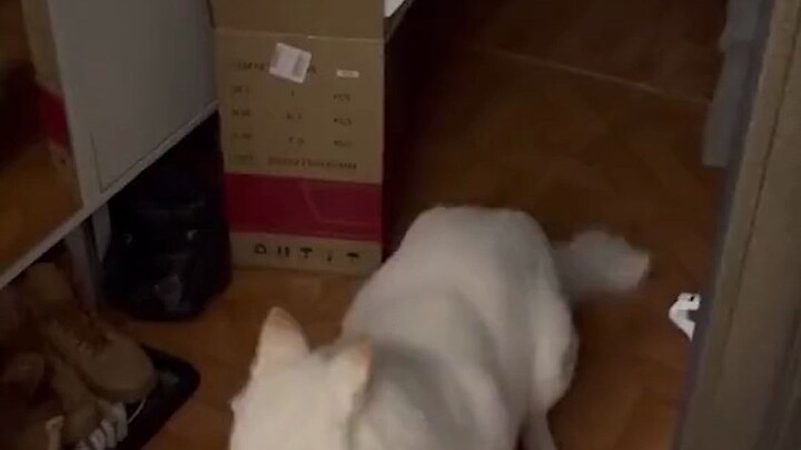 关上门重启一下试试。修狗：啧，麻烦，浅装一下好了。