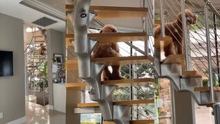 Oh no, the dog's hidden secrets have been discovered!