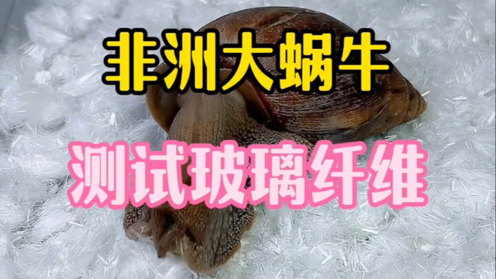 If you put an African giant snail in fiberglass, will it be able to crawl out, or will it end up pie