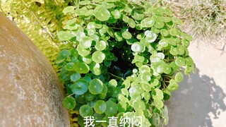 The reason why my pennywort isn't growing in the middle has been found