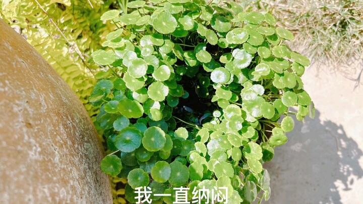 تم العثور على سبب عدم نمو عشبة النقود النحاسية في المنتصف