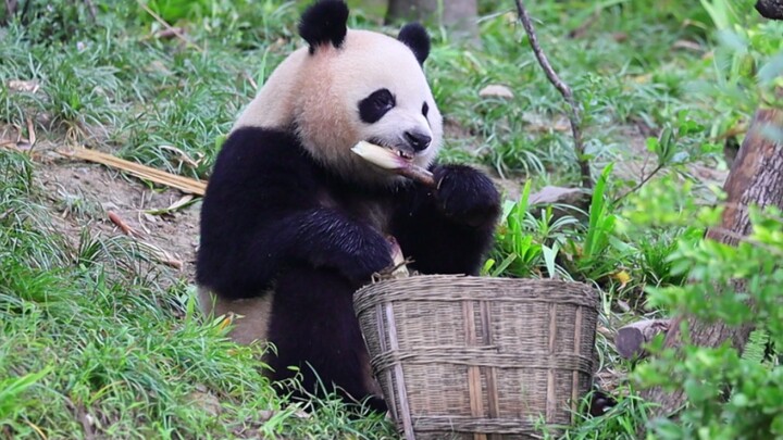 Saya jarang mengatakan bahwa panda berdandan seperti manusia. Ergou menyentuh lututnya dan mengering