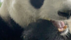 Zhensheng: Why are the bamboo shoots without skin today?