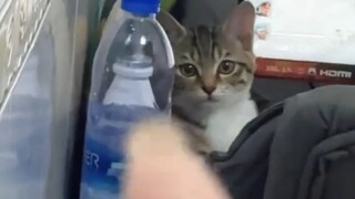 หมี: ได้ยินว่าคุณท้าทายฉันเหรอ?