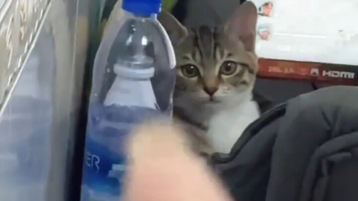 咪：听说你挑衅我？