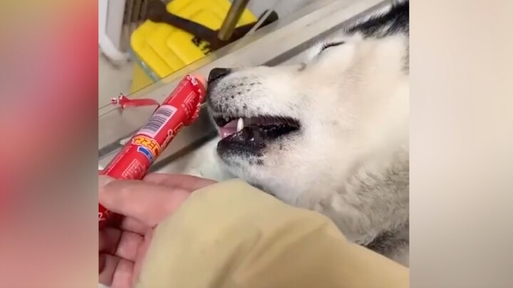 Anjing Husky: Kayaknya aku mimpi sosis ham, tapi kenapa nggak bisa makan..?