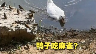 لم أكن أتوقع أن البط سيأكل العصافير!